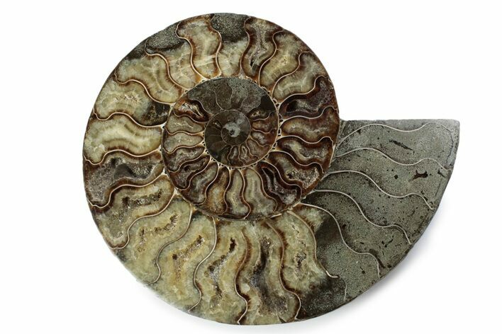 Cut & Polished Ammonite Fossil (Half) - Madagascar #362407